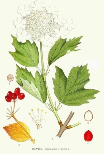 Viburnum opulus - Калина обыкновенная